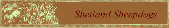 Shetland Sheepdogs    